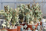 _DSC0043
